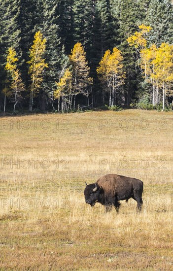Beefalo