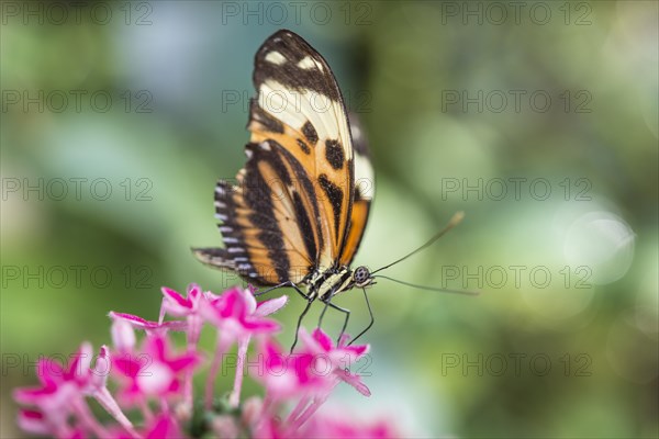 Xanthocles longwing (Heliconius xanthocles) sitting on pink flower