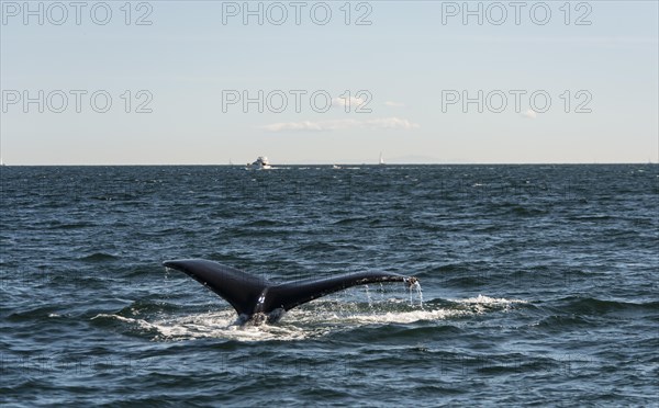 Humpback whale (Megaptera novaeangliae)