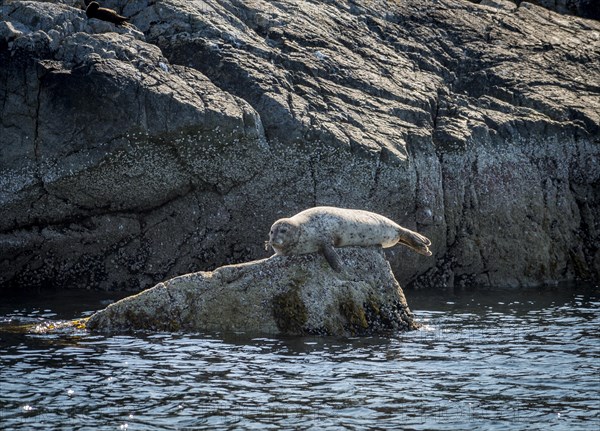 Harbor seal (Phoca vitulina) lies on a rock by the water