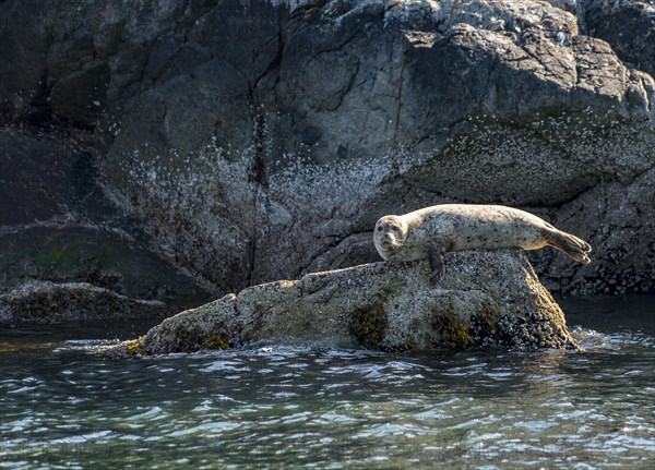 Harbor seal (Phoca vitulina) lies on a rock