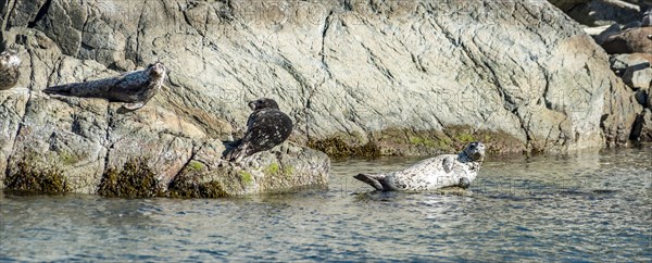 Three Pinnipeds (Pinnipedia) lying on a rock