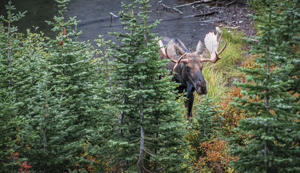 Elk (Alces alces) looks through trees