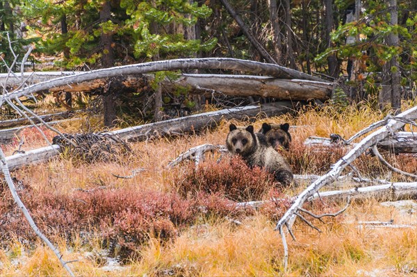Two Grizzly bears (Ursus arctos horribilis)