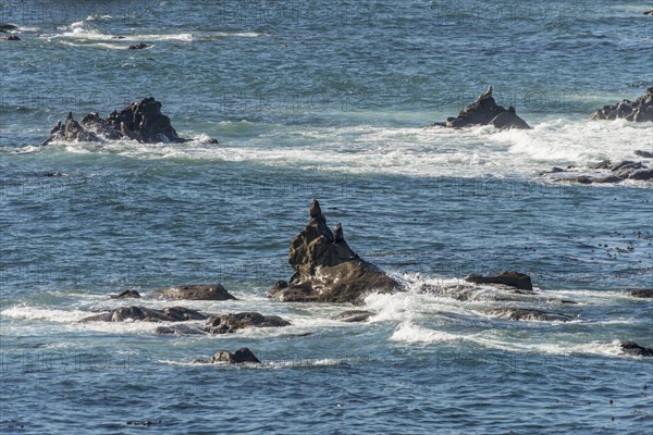 California sea lions (Zalophus californianus) on a rock in the sea