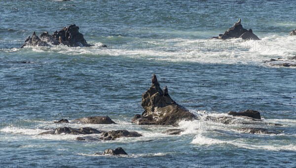 California sea lions (Zalophus californianus) on a rock in the sea