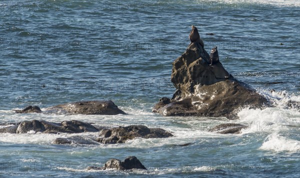 California sea lions (Zalophus californianus) on a rock in the sea