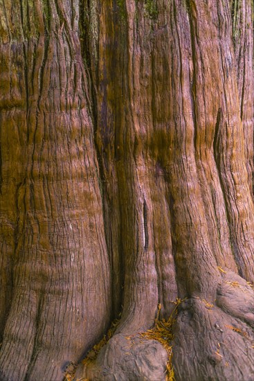 Bark of a tree