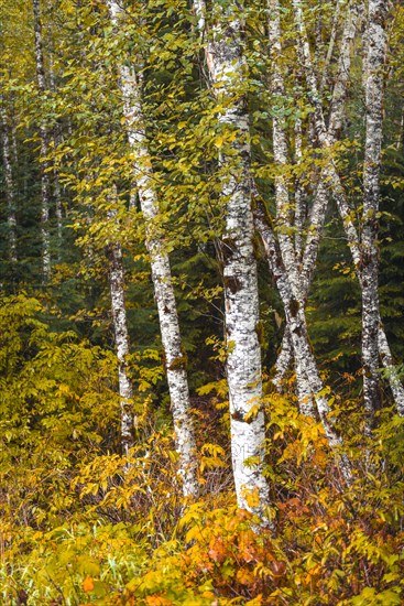 Autumn coloured bushes in birch forest