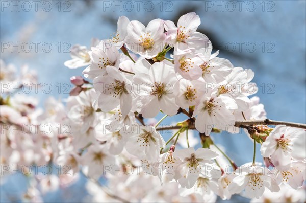 Cherry blossoms