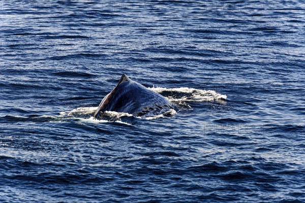 Dorsal fin