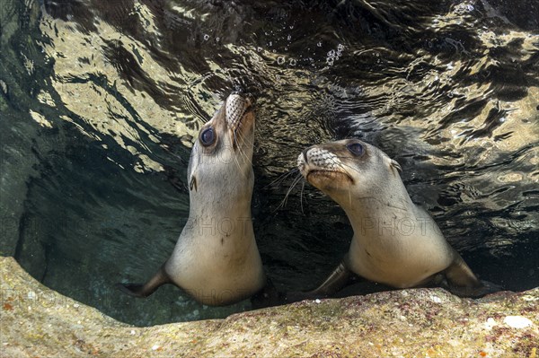 California sea lions (Zalophus californianus)