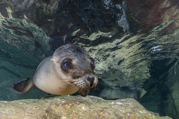 California sea lion (Zalophus californianus)
