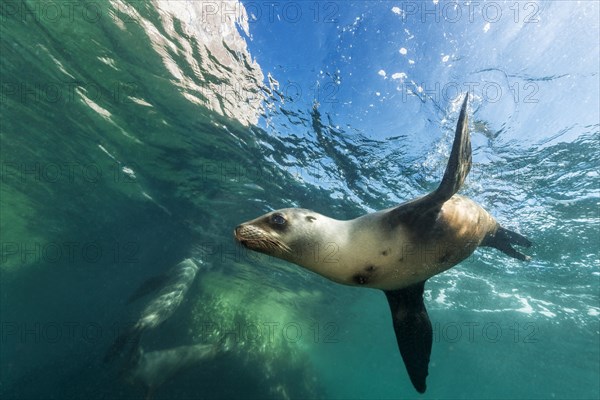 California sea lion (Zalophus californianus)