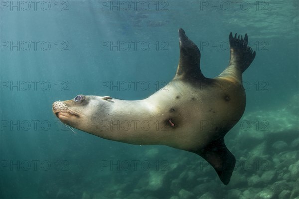 California sea lion (Zalophus californianus) with injury