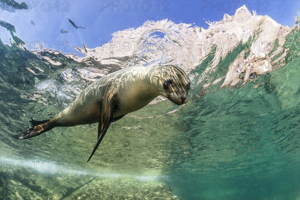 California sea lion (Zalophus californianus)
