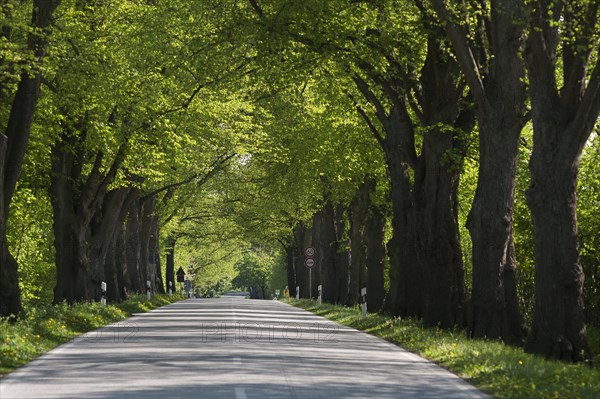Largeleaf linden (Tilia platyphyllos) avenue