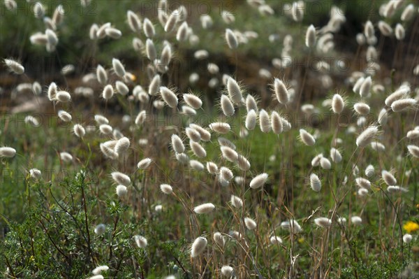 Hare's-tail (Lagurus ovatus)