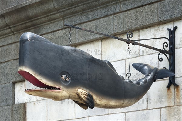 Whale model