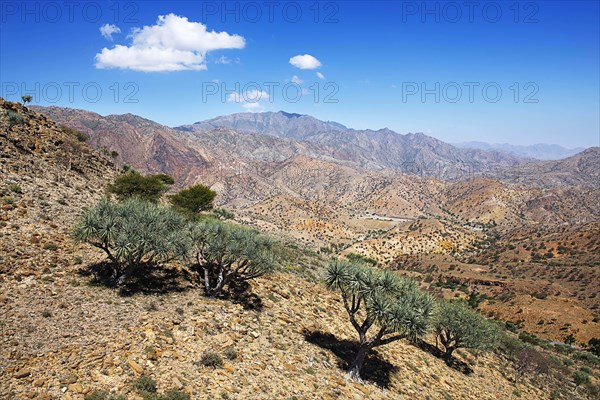 Barren plateau
