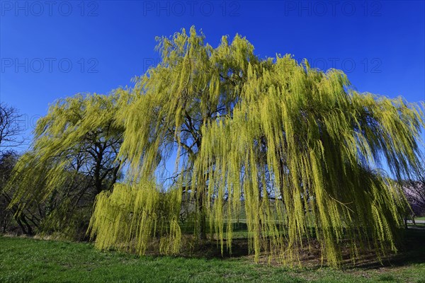 Weeping willow near Siebeldingen