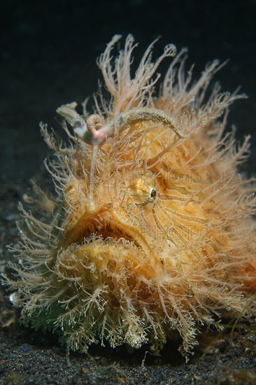 Shaggy frogfish or Hispid frogfish (Antennarius hispidus)