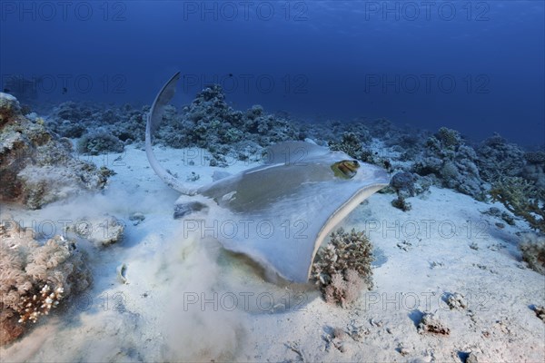 Cowtail stingray (Pastinachus sephen) starts from the sandy bottom