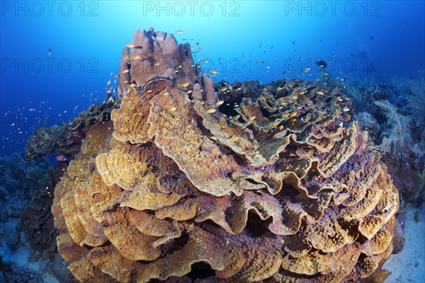 Blue Chalice (Echinopora lamellosa)