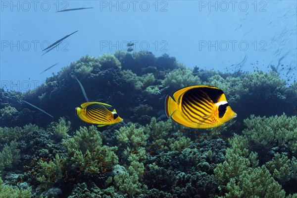 Diagonal Butterflyfish (Chaetodon fasciatus) swims over coral reef