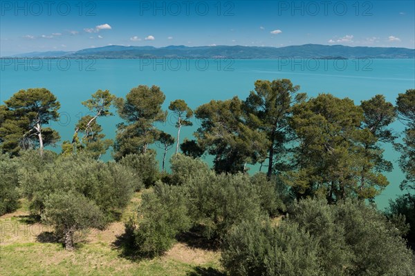Pine (Pinus) Trees on the banks of Lake Trasimeno or Lago Trasimeno