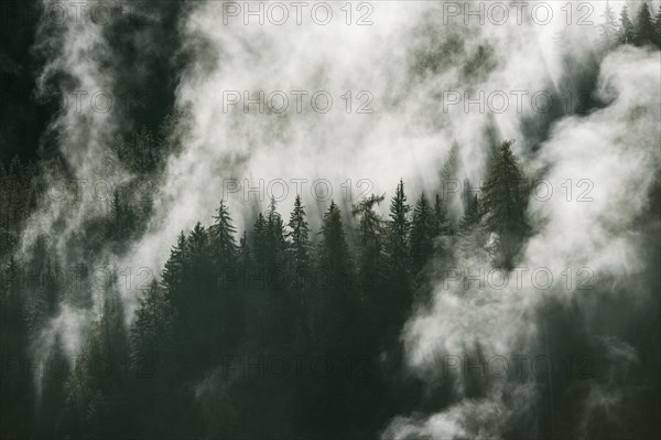 Waft of mist over forest of coniferous trees