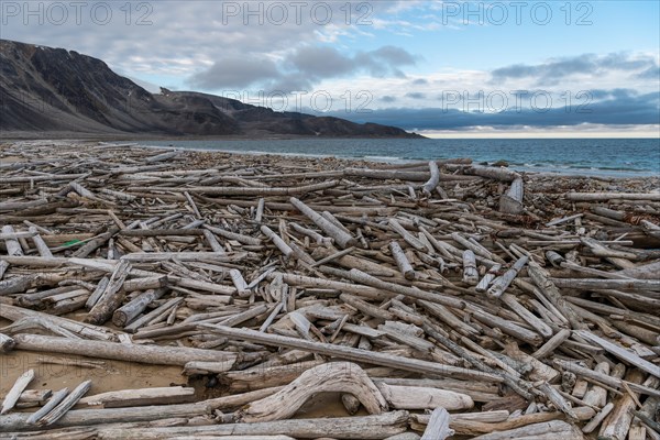 Driftwood