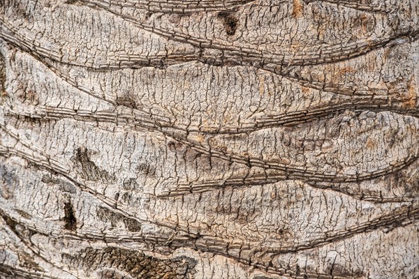 Bark of a palm (Palmae)