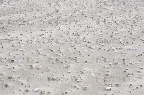 Sand drifts with broken mussels on the beach of the North Sea island of Juist