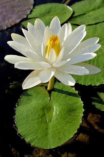 Water lily (Nymphaea sp.)