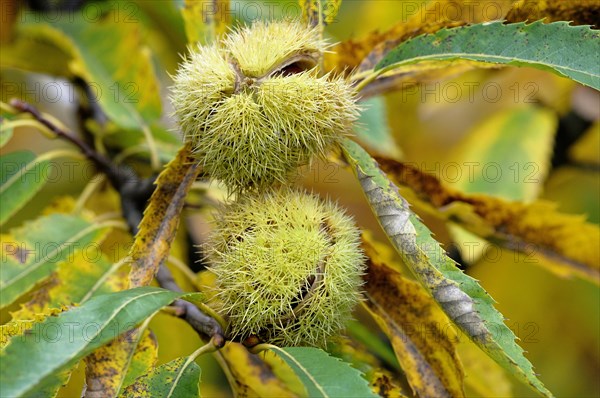 Sweet chestnut (Castanea sativa)
