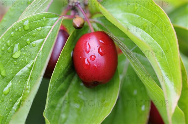 Cornelian cherry (Cornus mas)