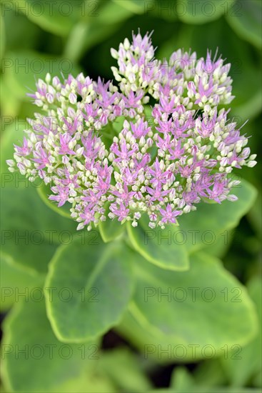 Showy stonecrop (Sedum spectabile)