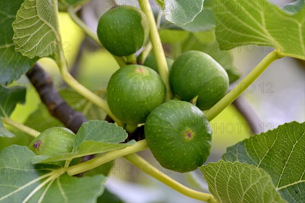 Ficus tree (Ficus)