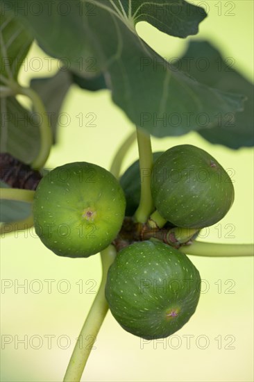 Ficus tree (Ficus)