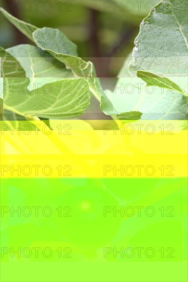 Ficus tree (Ficus)