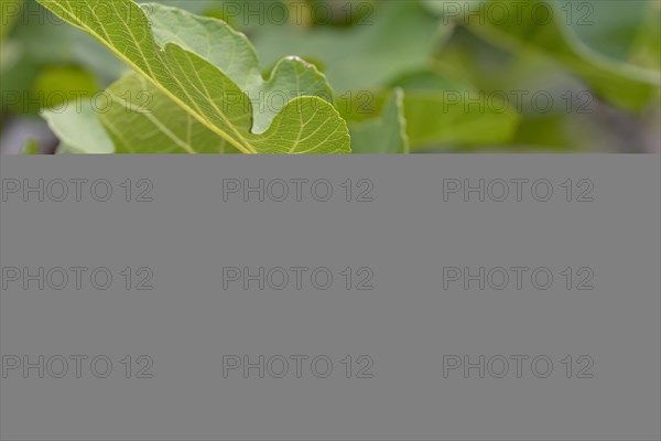 Ficus tree (Ficus)