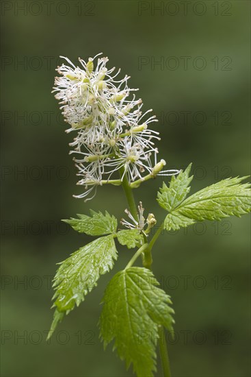 Eurasian baneberry (Actaea spicata)