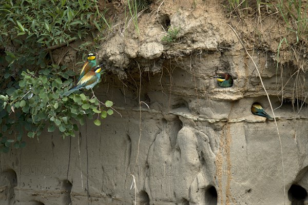 European bee-eaters (Merops piaster)