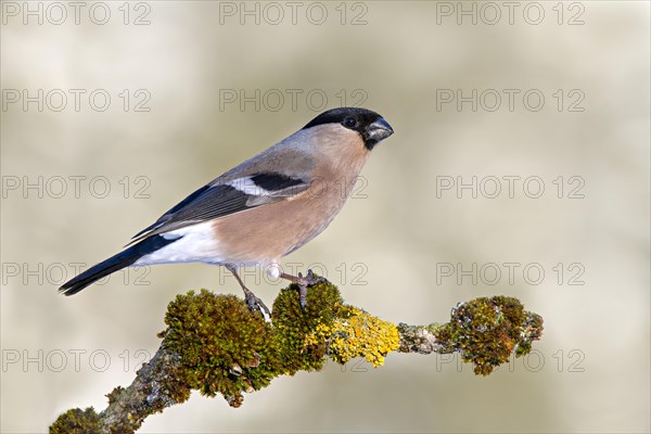 Eurasian bullfinch (Pyrrhula pyrrhula)