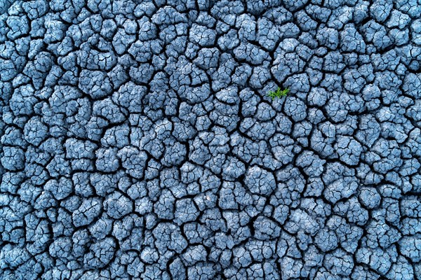 Small green plant in dried out soil