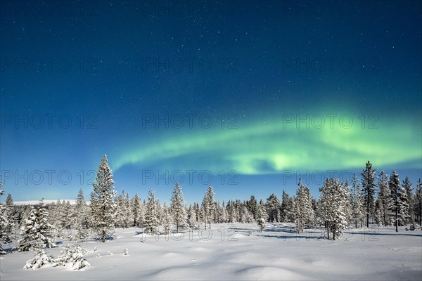 Northern Lights (Aurora Borealis) with starry sky over snow-covered trees
