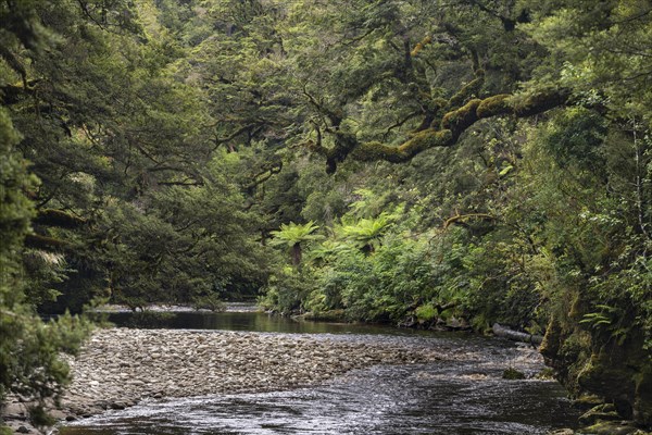 River flows through rainforest