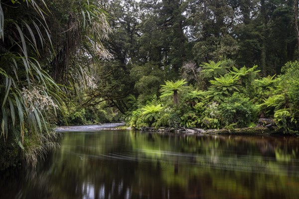 River flows through rainforest with Tree fern (Cyatheales)