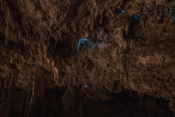 Bioluminescence